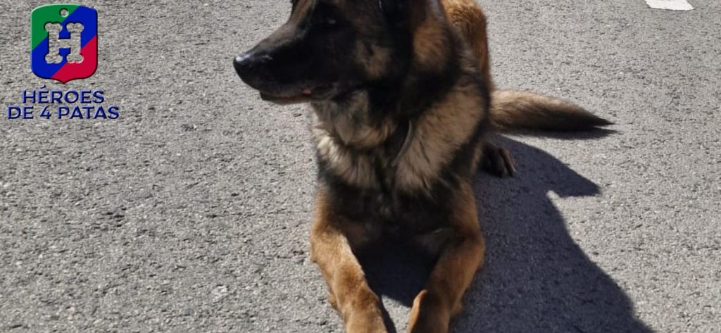 Titán, Pastor Alemán