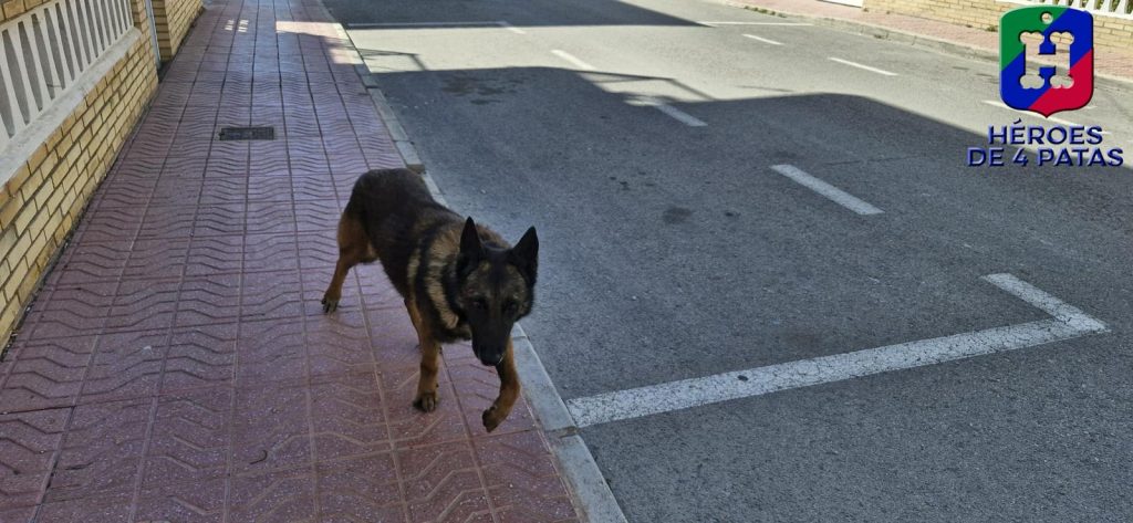 Titán, Pastor Alemán