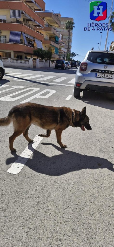 Titán, Pastor Alemán