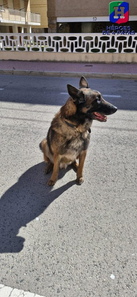 Titán, Pastor Alemán