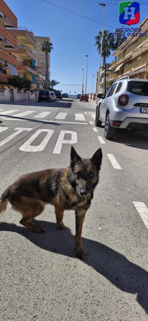 Titán, Pastor Alemán