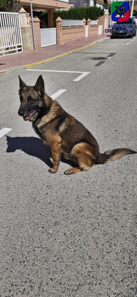 Titán, Pastor Alemán