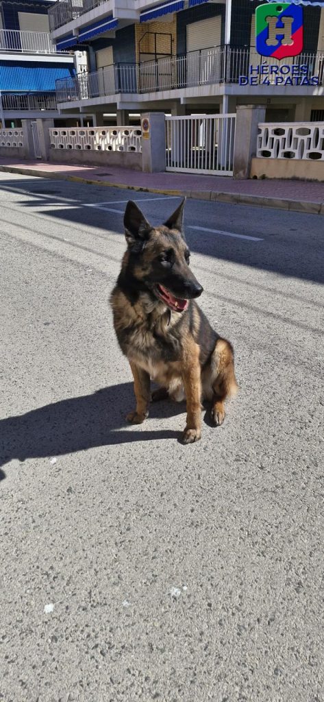 Titán, Pastor Alemán