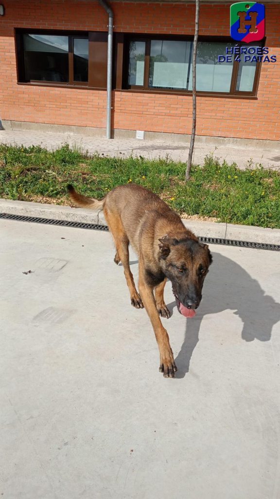 Luna, Pastor Belga Malinois