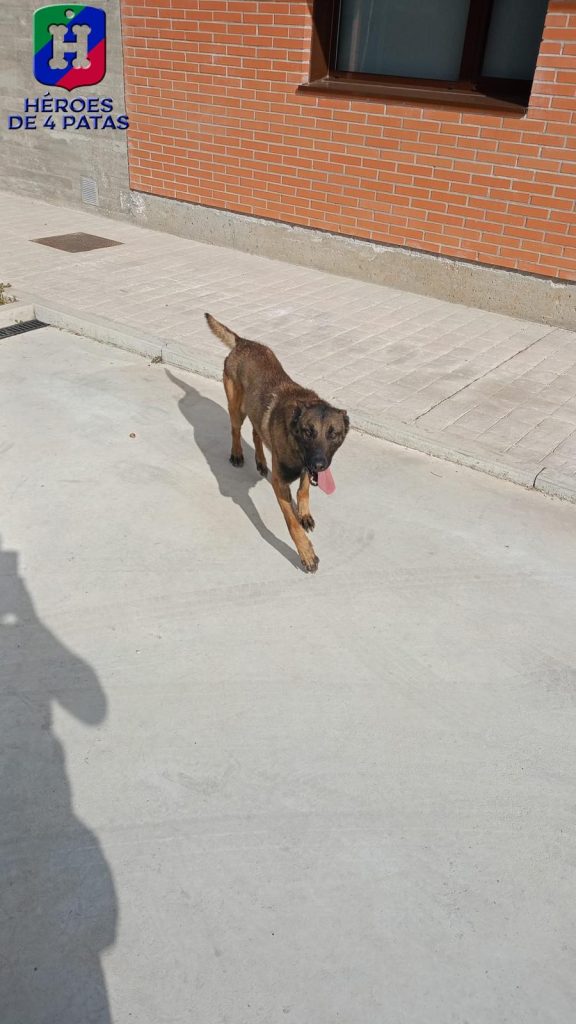 Luna, Pastor Belga Malinois