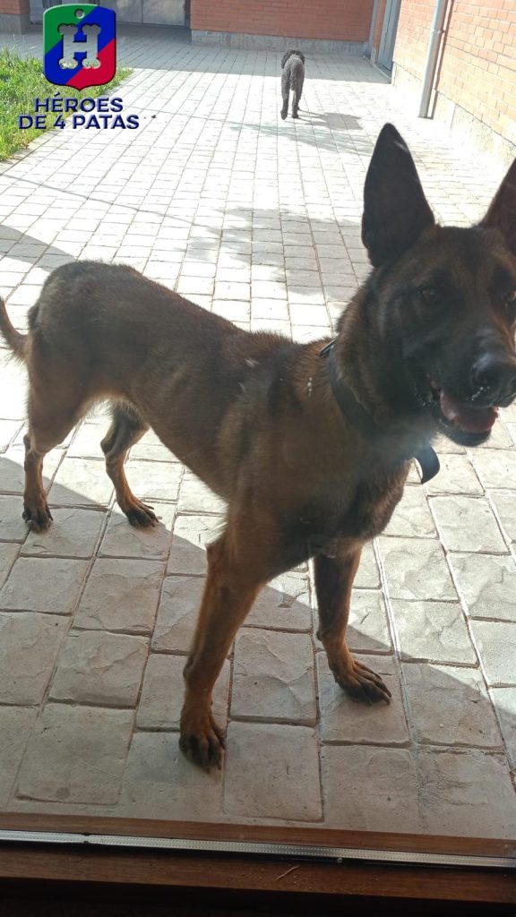 Luna, Pastor Belga Malinois