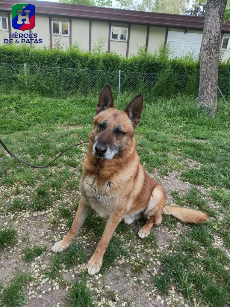 Tomi, Pastor Belga Malinois
