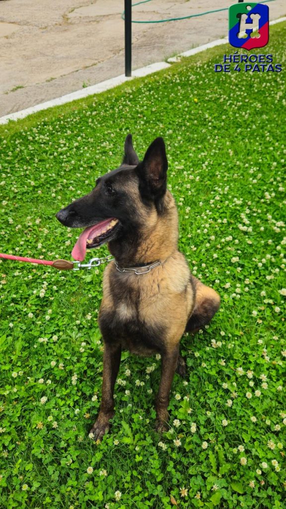 Panda, Pastor Belga Malinois