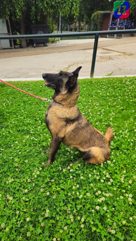 Panda, Pastor Belga Malinois