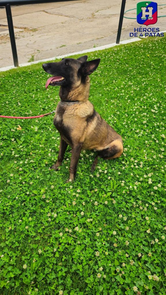 Panda, Pastor Belga Malinois