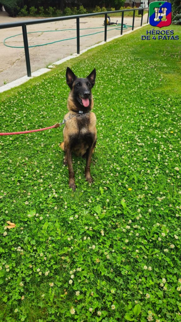 Panda, Pastor Belga Malinois