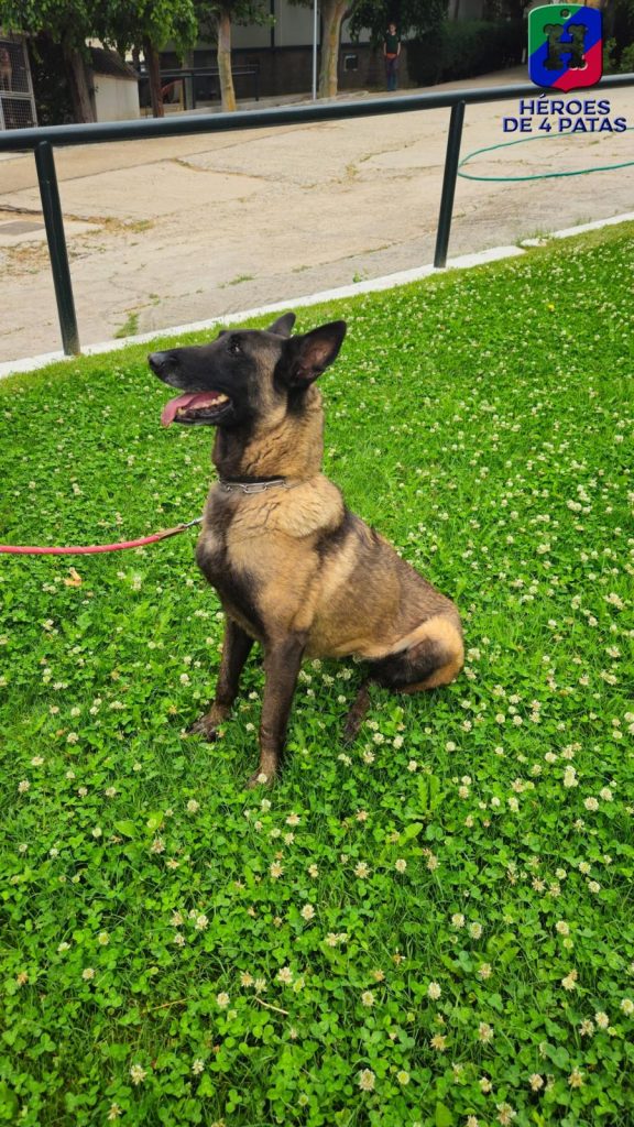 Panda, Pastor Belga Malinois