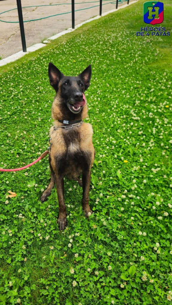 Panda, Pastor Belga Malinois