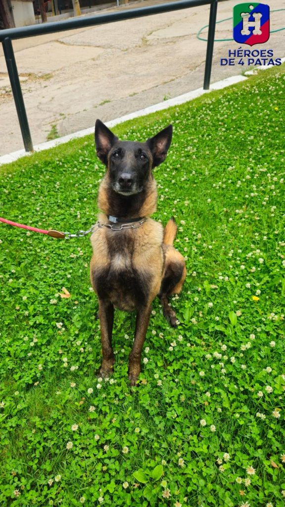 Panda, Pastor Belga Malinois