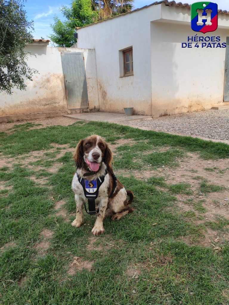 Perdigón, Springer