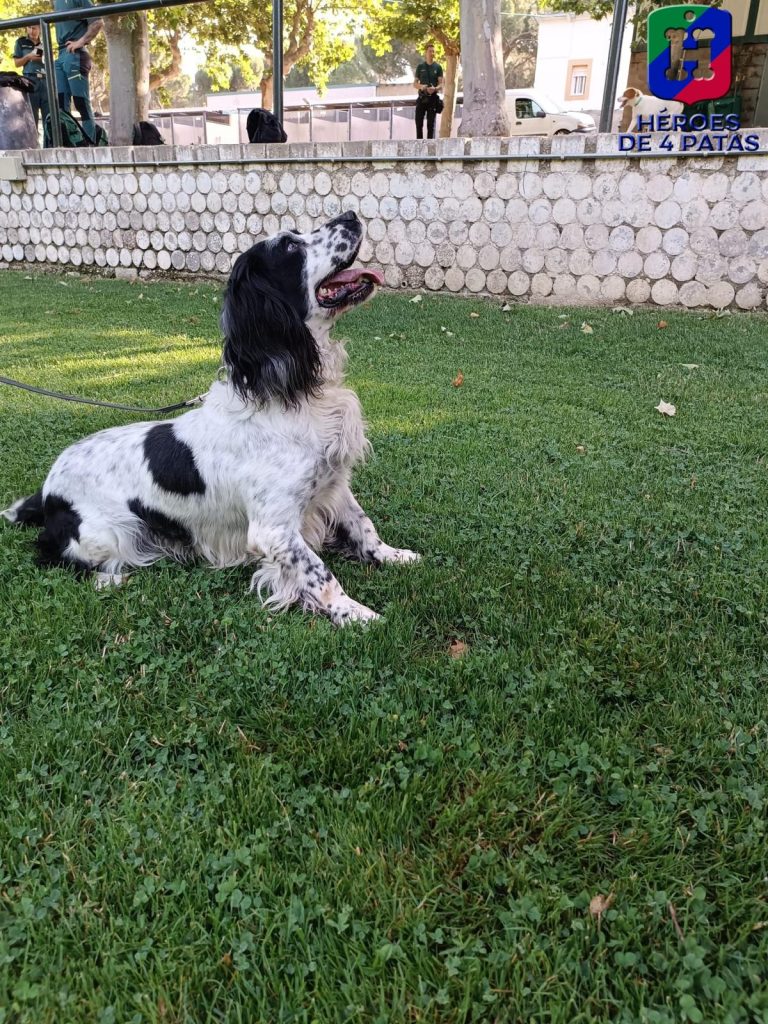Colmillo, Springer Spaniel