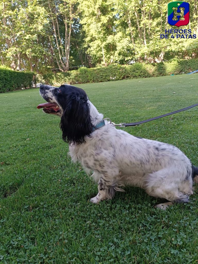 Colmillo, Springer Spaniel