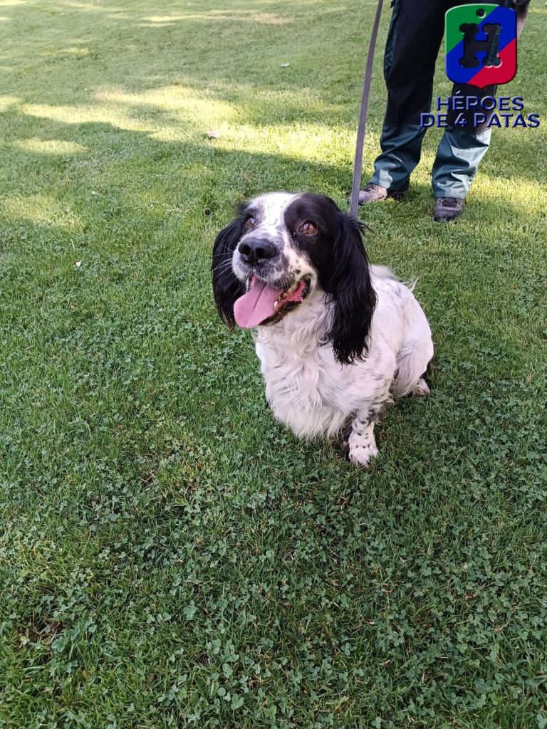 Colmillo, Springer Spaniel