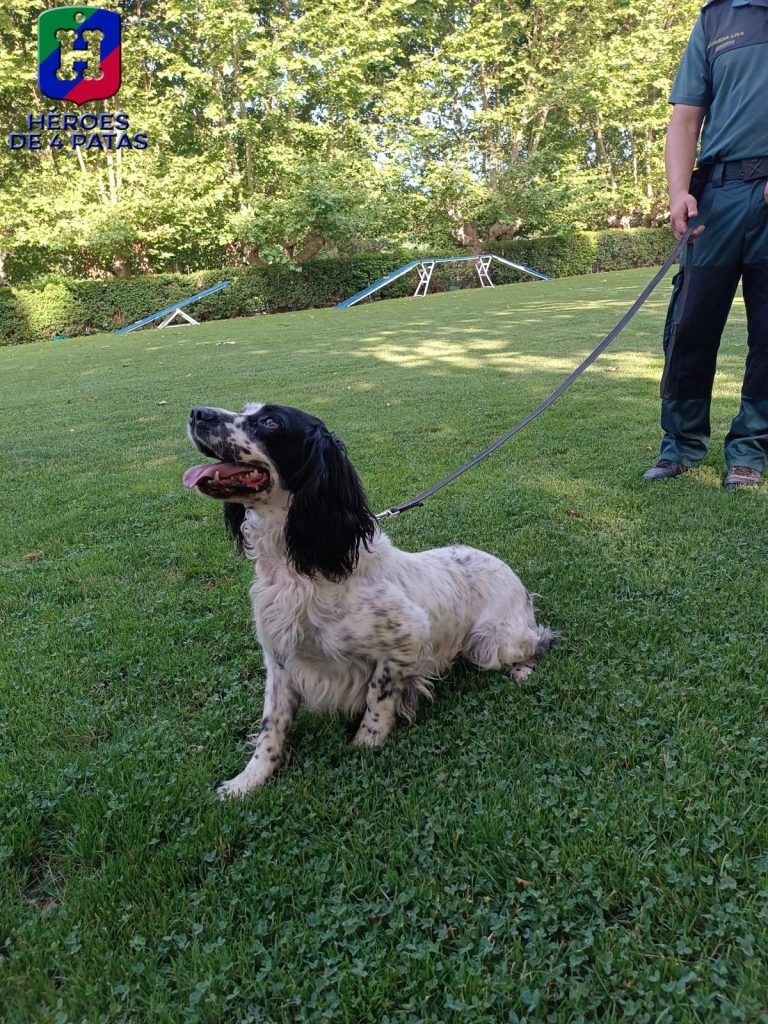 Colmillo, Springer Spaniel
