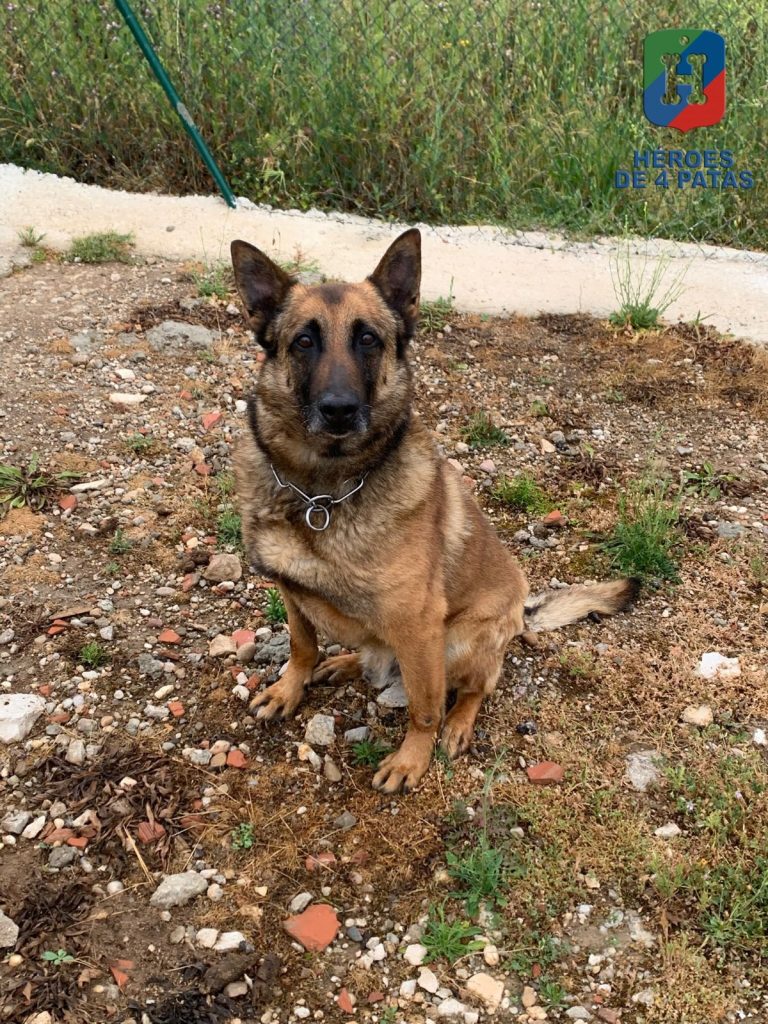 Open, Pastor Belga Malinois