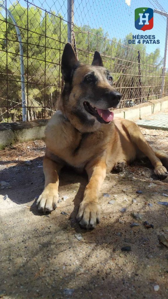 Kira, Pastor Belga Malinois