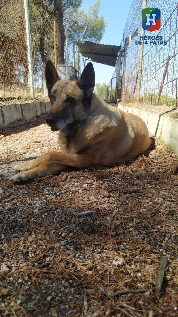 Kira, Pastor Belga Malinois