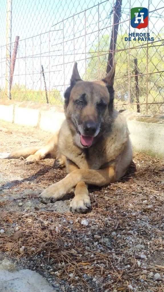 Kira, Pastor Belga Malinois