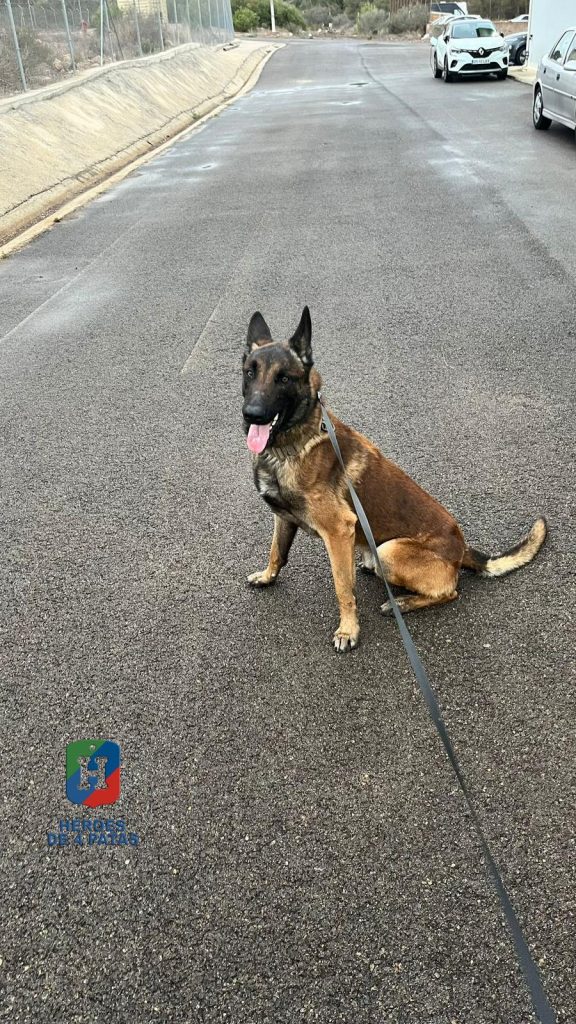 Ryu, Pastor Belga Malinois