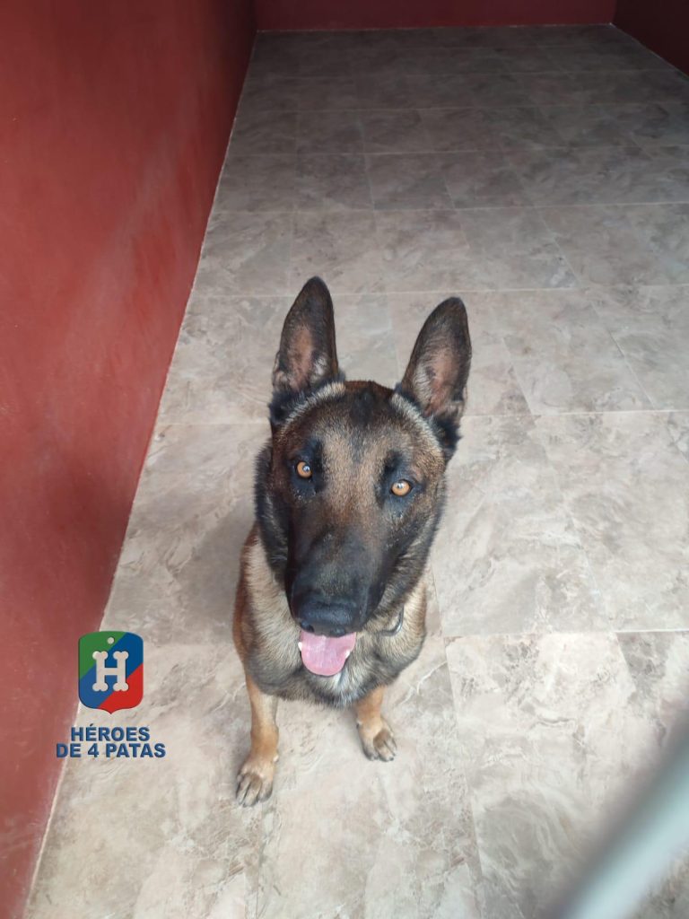 Ryu, Pastor Belga Malinois