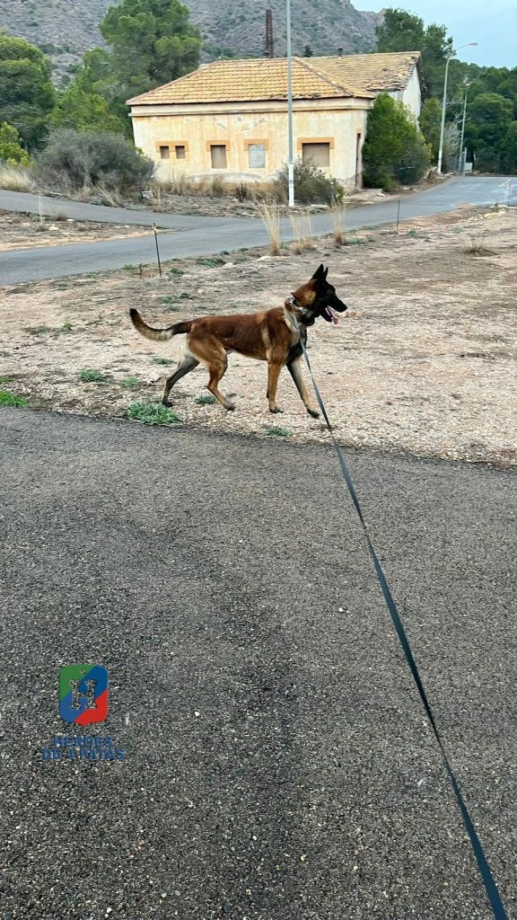 Ryu, Pastor Belga Malinois