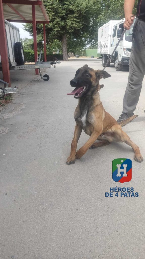 Cody, Pastor Belga Malinois