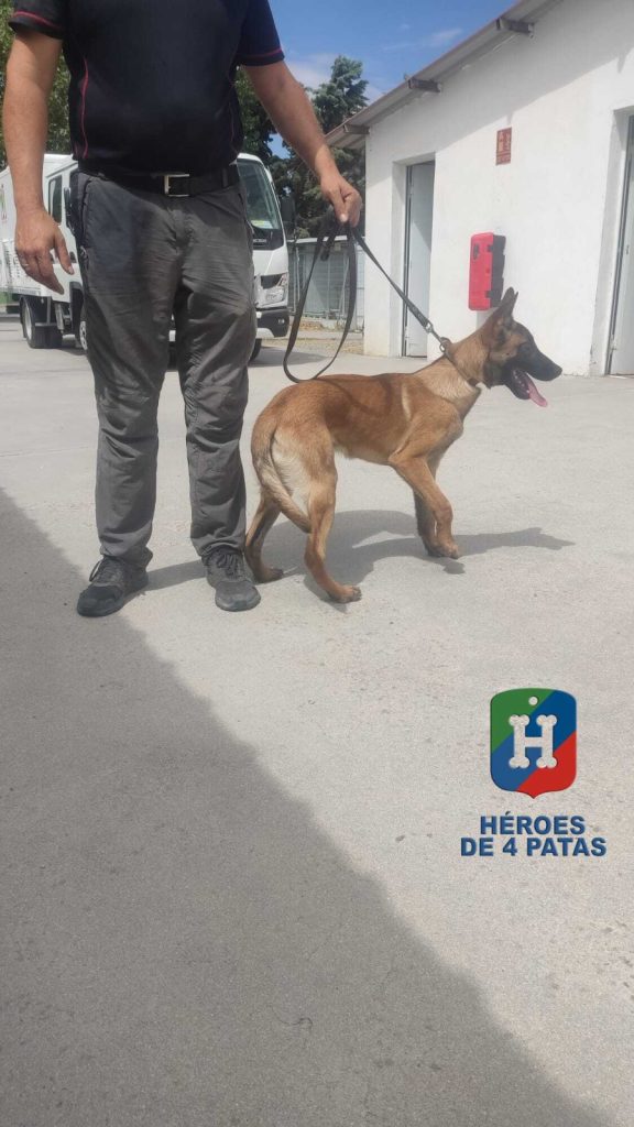 Cody, Pastor Belga Malinois