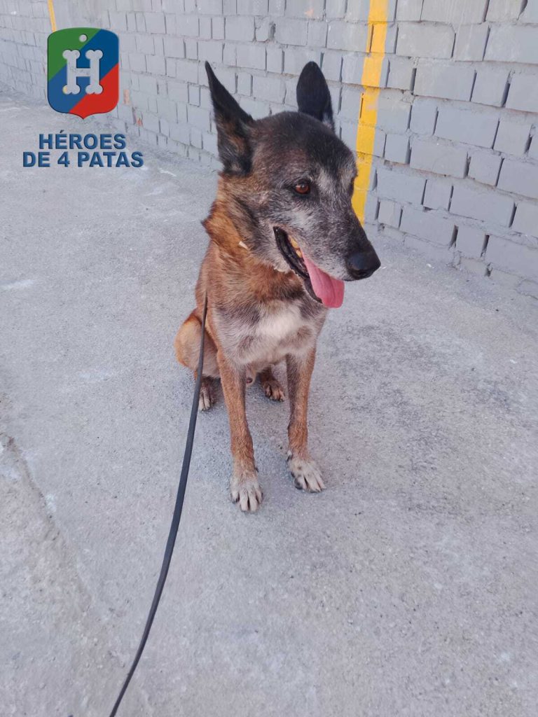Killer, Pastor Belga Malinois