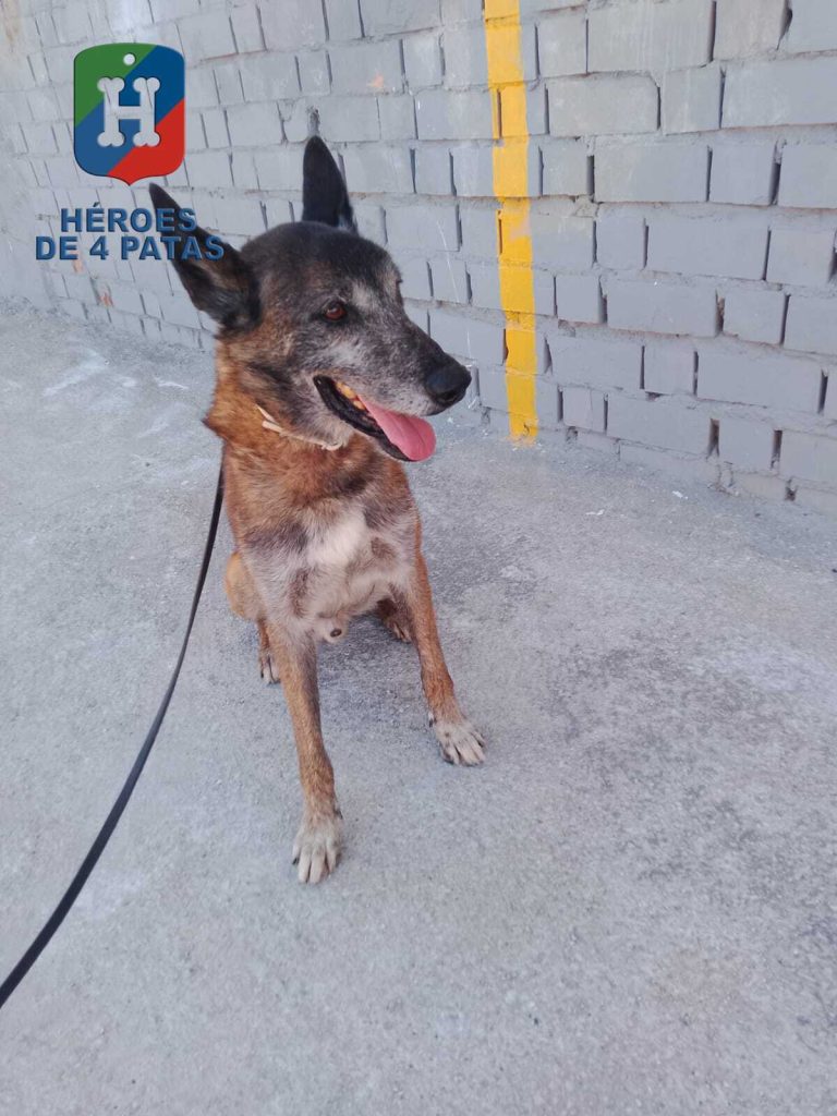 Killer, Pastor Belga Malinois