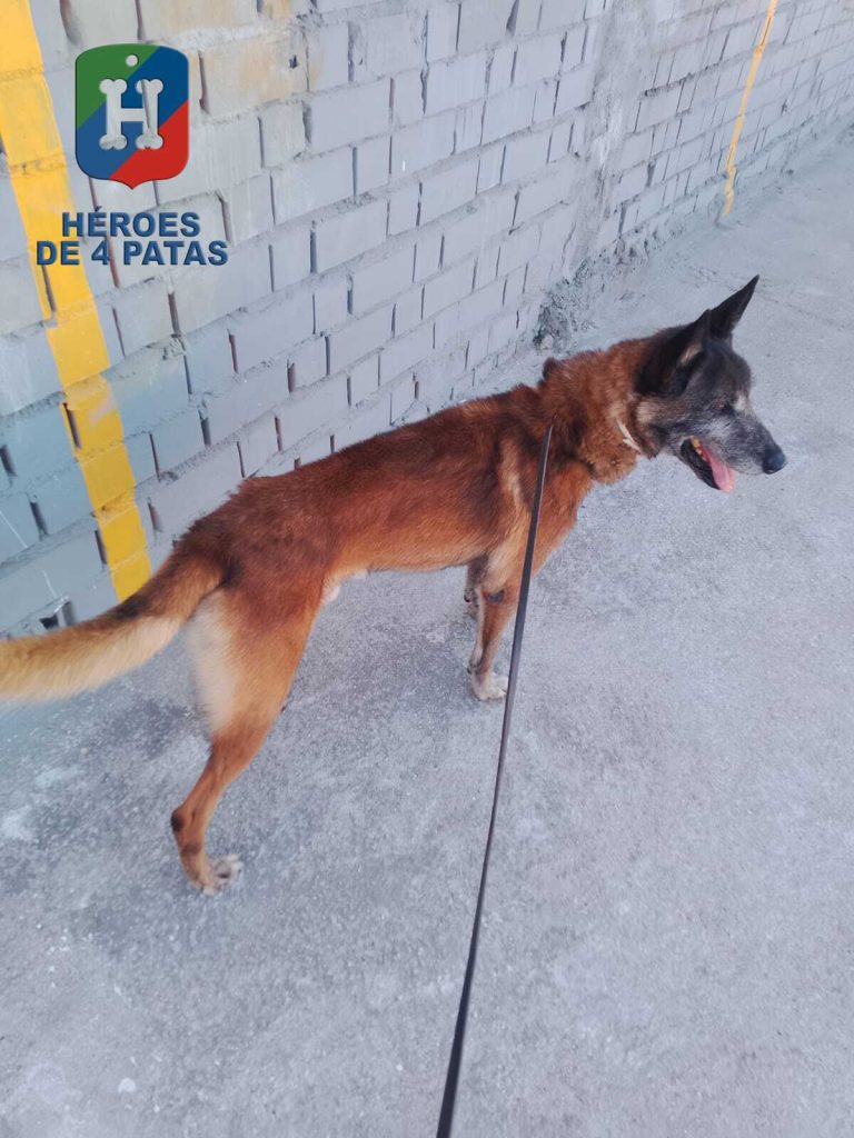 Killer, Pastor Belga Malinois