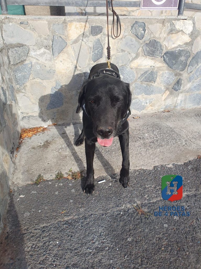 Bongo, Labrador