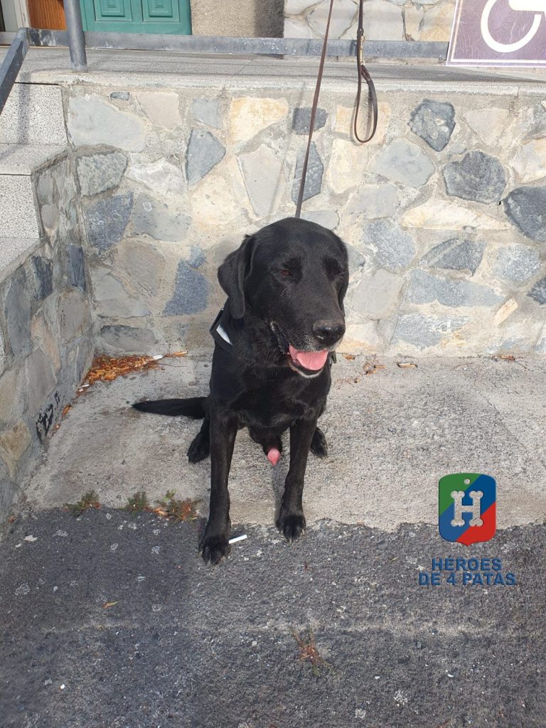 Bongo, Labrador