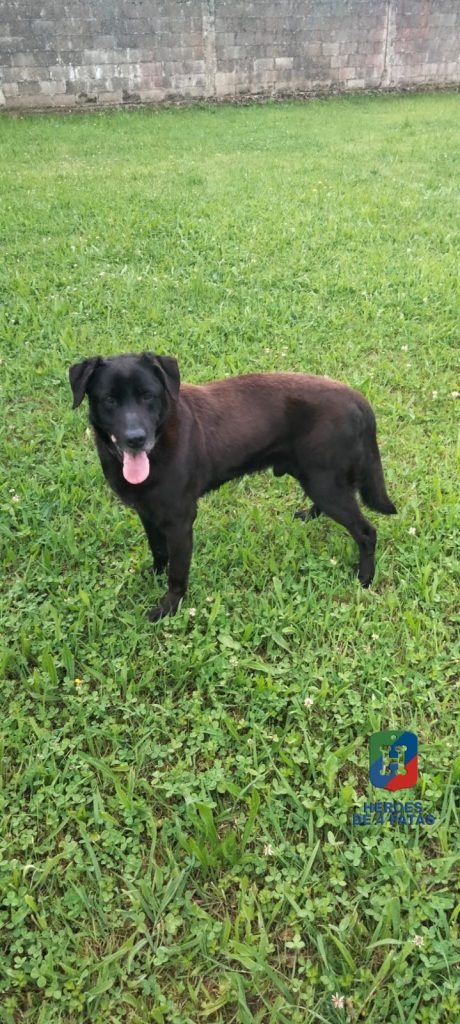 Eos, Labrador