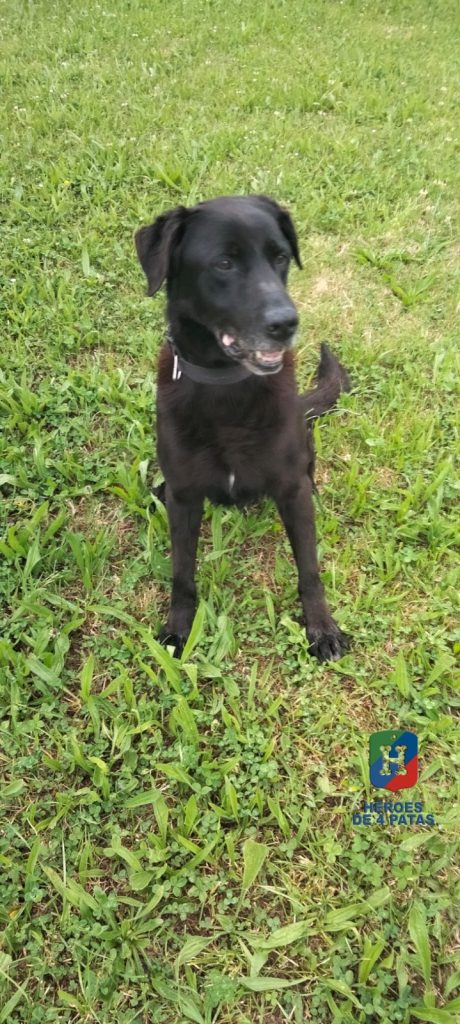 Eos, Labrador