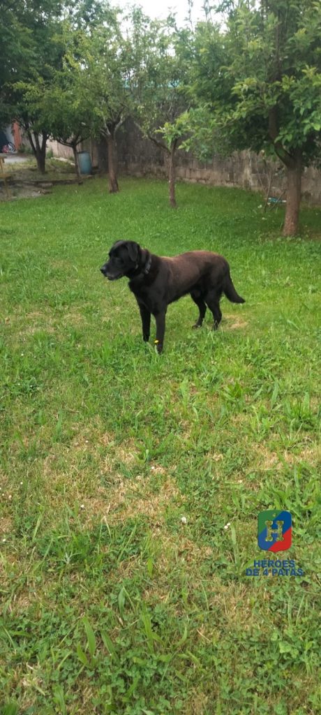 Eos, Labrador