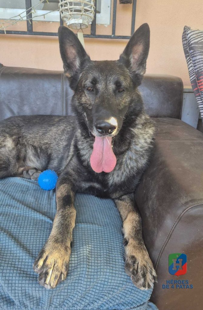 Buck, Pastor Alemán