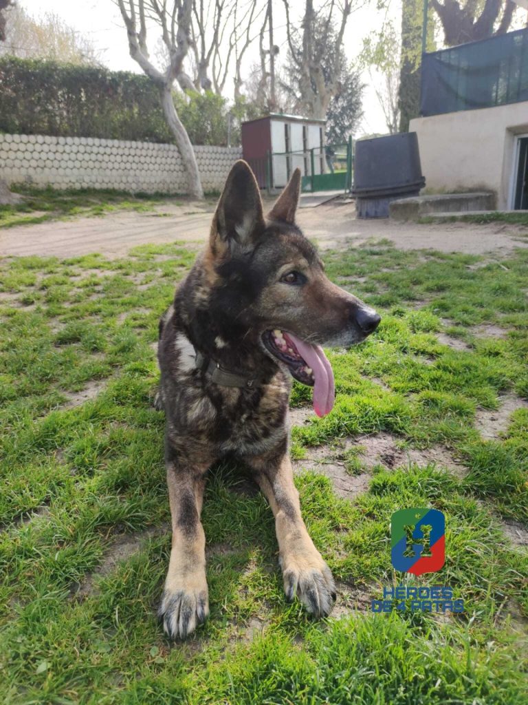 Aaron, Pastor Alemán