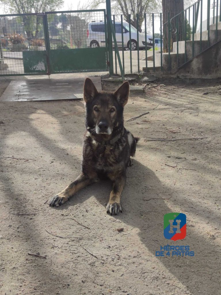 Aaron, Pastor Alemán