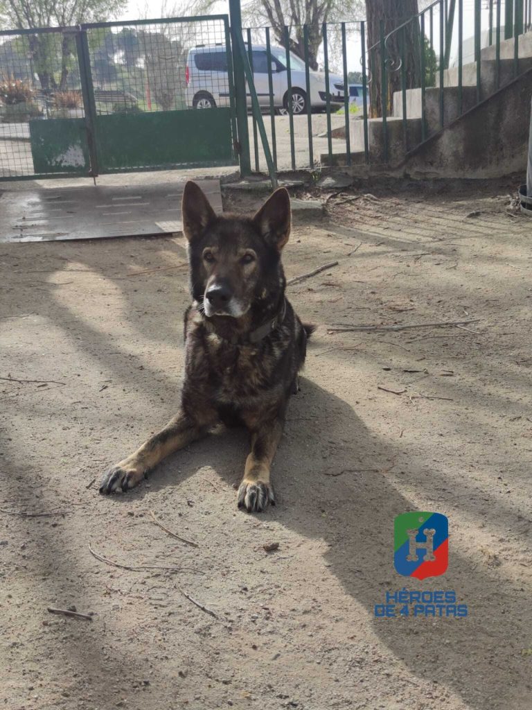 Aaron, Pastor Alemán