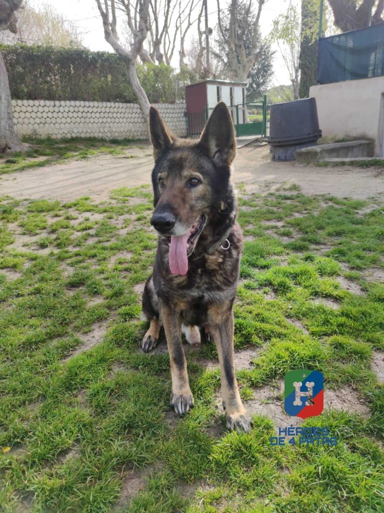 Aaron, Pastor Alemán