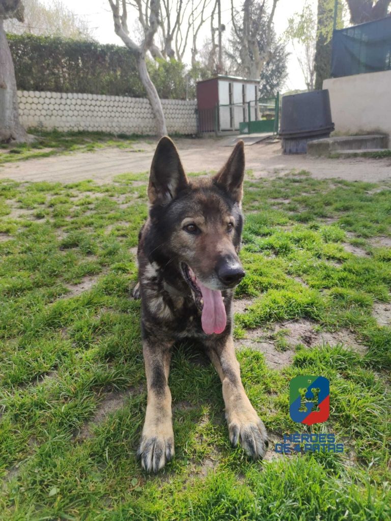 Aaron, Pastor Alemán