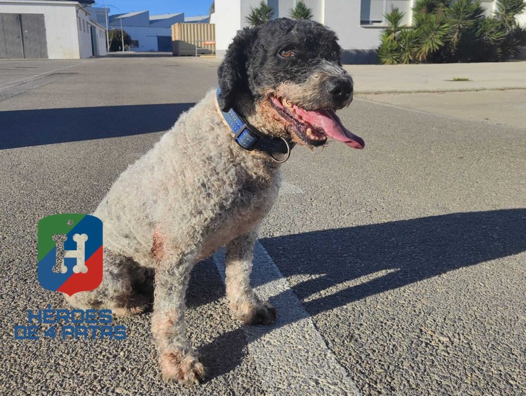 Yoki, Perro de Aguas Español