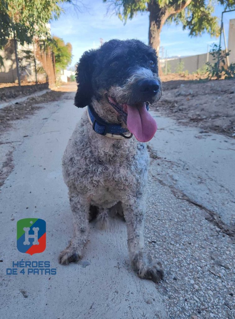 Yoki, Perro de Aguas Español