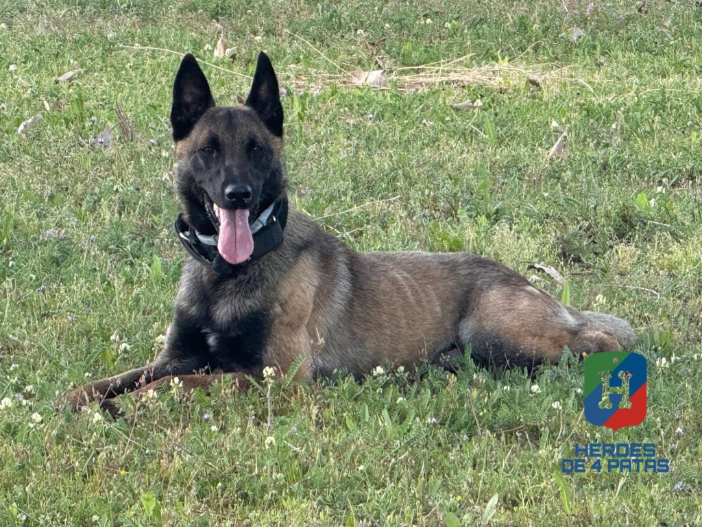 Walter, Pastor Belga Malinois