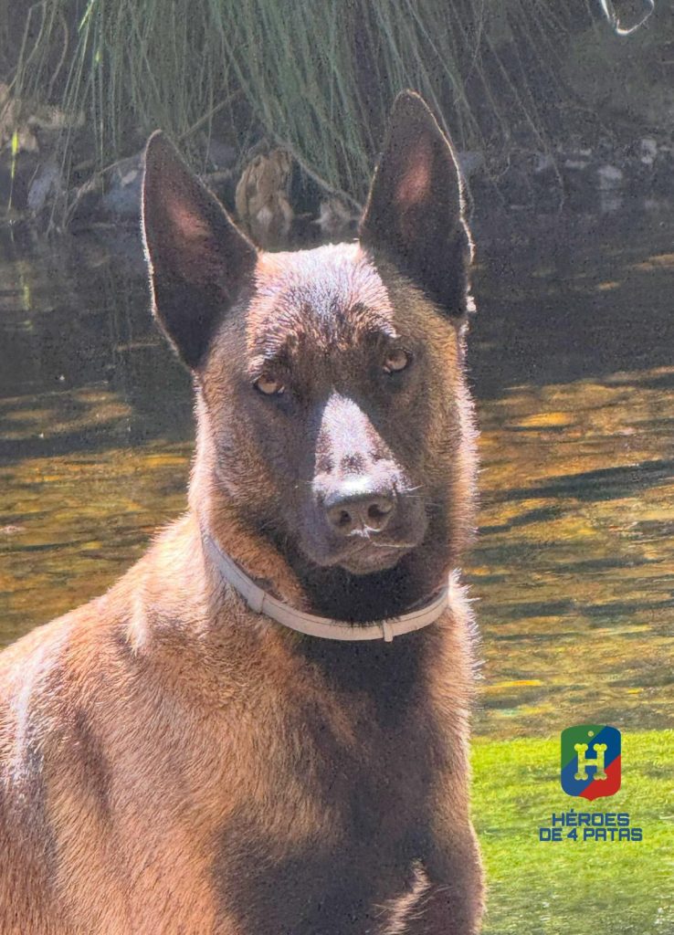 Walter, Pastor Belga Malinois